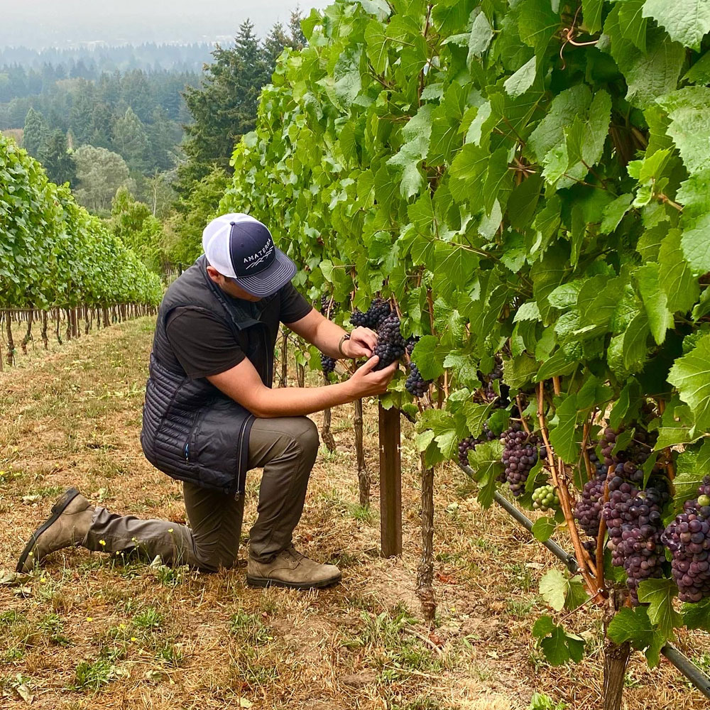 AmaterraGrapes